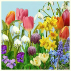 Servietten "Flowers of Spring", 33 x 33 cm (20 St.)