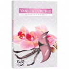 Duft-Teelichter "Vanille-Orchidee" (6 St.)